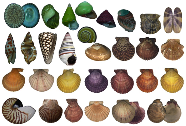shells